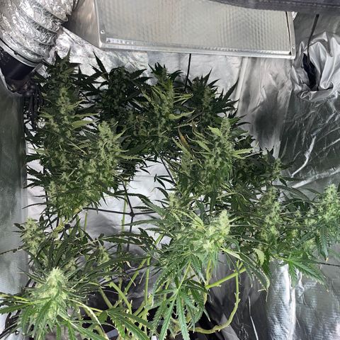 Mohan Poison #1 growlog timeline photo
