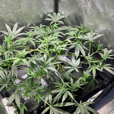 Auto Citrus Skunk growlog timeline photo