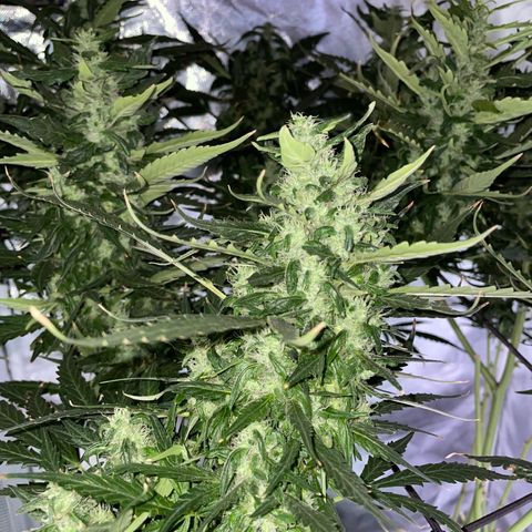 Mohan Poison #2 growlog timeline photo