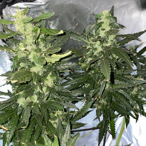 Mohan Poison #1 growlog timeline photo
