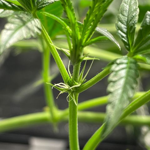 Auto Citrus Skunk growlog timeline photo