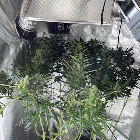 Mohan Poison #1 growlog timeline photo