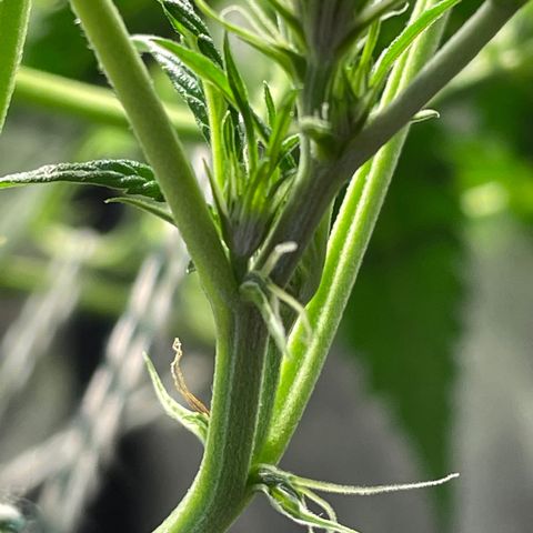 Auto Citrus Skunk growlog timeline photo