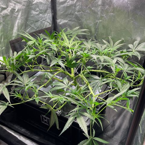 Auto Citrus Skunk growlog timeline photo