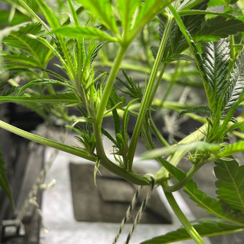 Auto Citrus Skunk growlog timeline photo