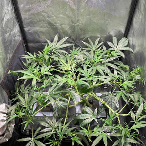 Auto Citrus Skunk growlog timeline photo