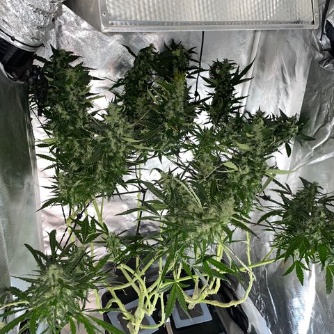 Mohan Poison #1 growlog timeline photo