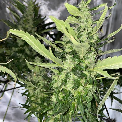 Mohan Poison #1 growlog timeline photo