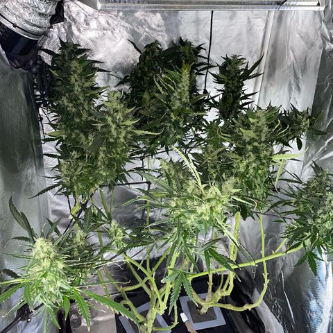 Mohan Poison #1 growlog timeline photo