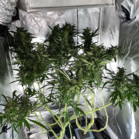 Mohan Poison #1 growlog timeline photo