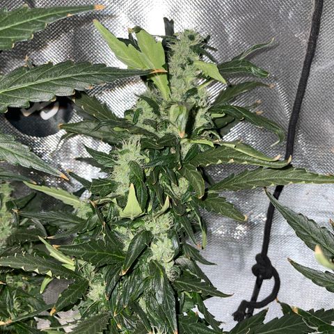 Mohan Poison #1 growlog timeline photo
