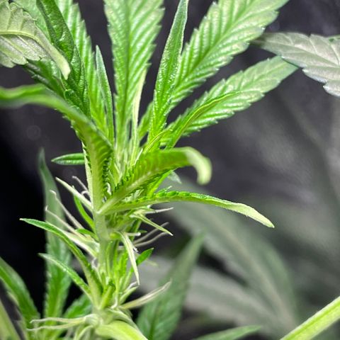 Auto Citrus Skunk growlog timeline photo