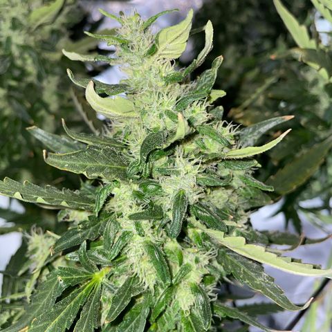 Mohan Poison #1 growlog timeline photo