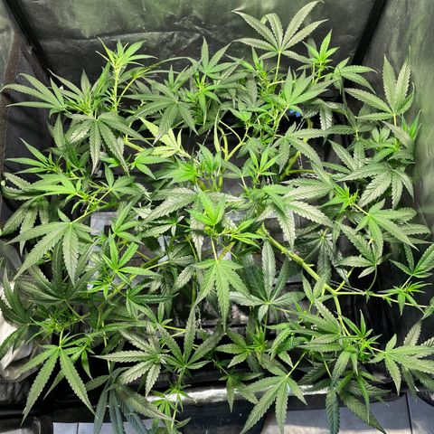 Auto Citrus Skunk growlog timeline photo