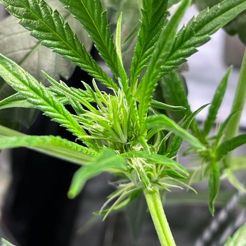 Auto Citrus Skunk growlog timeline photo