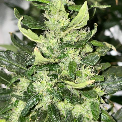 Mohan Poison #1 growlog timeline photo