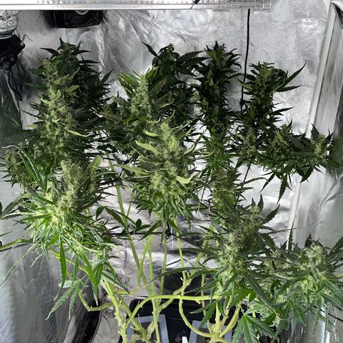 Mohan Poison #1 growlog timeline photo