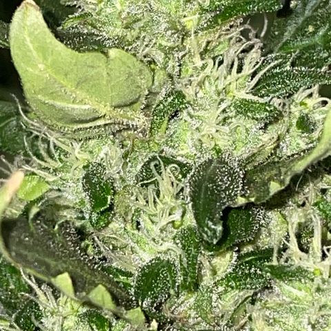 Mohan Poison #1 growlog timeline photo