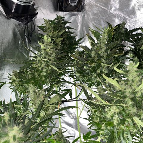 Mohan Poison #1 growlog timeline photo