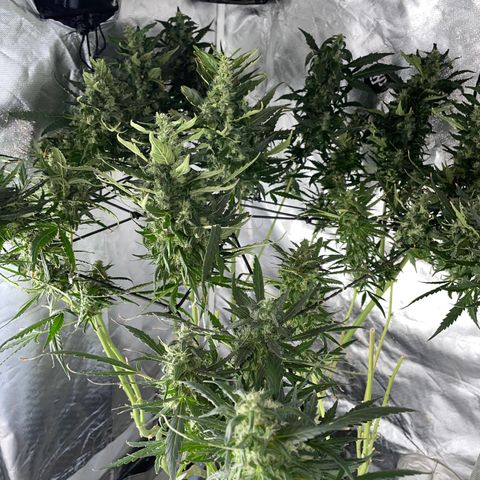 Mohan Poison #1 growlog timeline photo