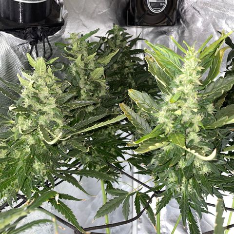 Mohan Poison #1 growlog timeline photo