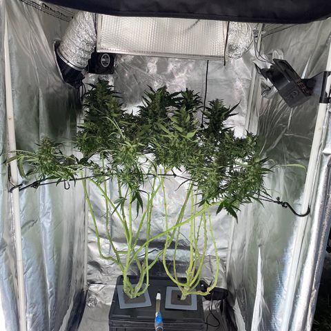 Mohan Poison #1 growlog timeline photo