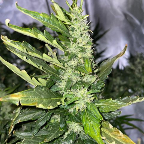 Mohan Poison #1 growlog timeline photo