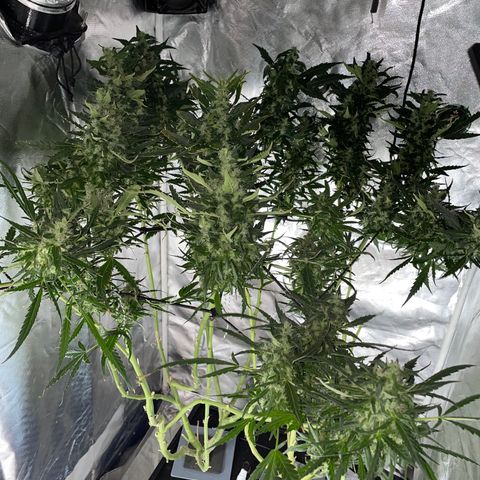 Mohan Poison #1 growlog timeline photo