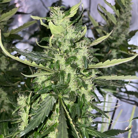 Mohan Poison #1 growlog timeline photo