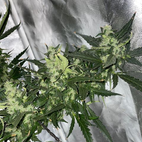 Mohan Poison #1 growlog timeline photo