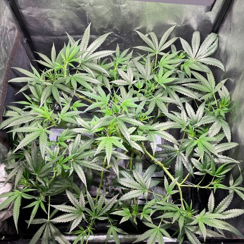 Auto Citrus Skunk growlog timeline photo
