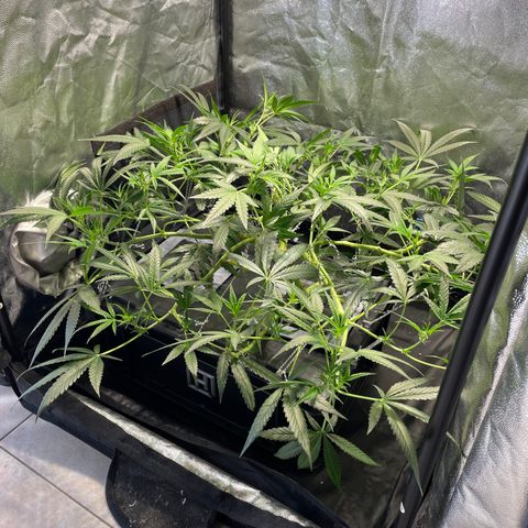Auto Citrus Skunk growlog timeline photo