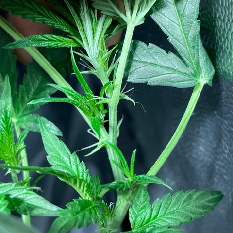 Auto Citrus Skunk growlog timeline photo