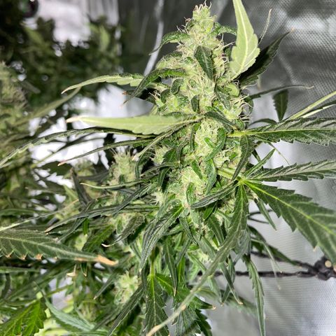Mohan Poison #1 growlog timeline photo