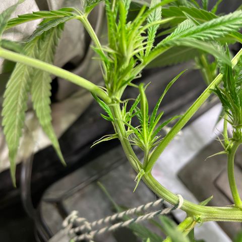 Auto Citrus Skunk growlog timeline photo