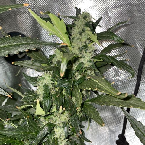 Mohan Poison #1 growlog timeline photo