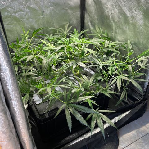 Auto Citrus Skunk growlog timeline photo