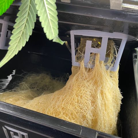 Auto Citrus Skunk growlog timeline photo