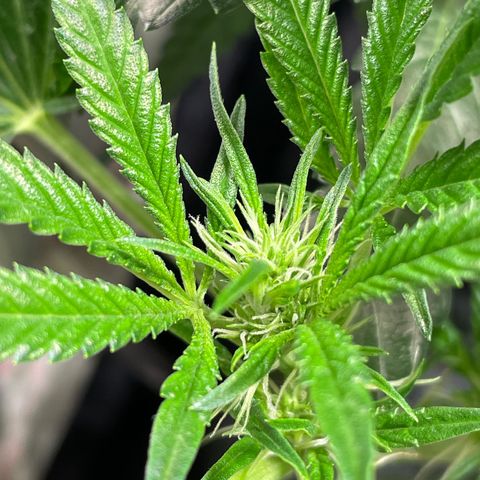 Auto Citrus Skunk growlog timeline photo