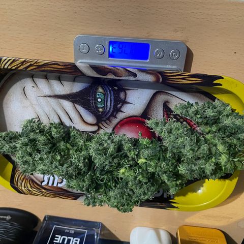 Mohan Poison #1 growlog timeline photo