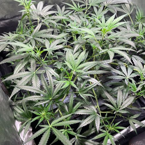 Auto Citrus Skunk growlog timeline photo