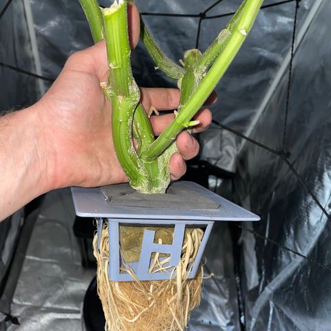 Mohan Poison #1 growlog timeline photo