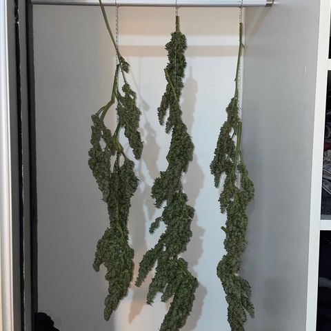 Mohan Poison #1 growlog timeline photo