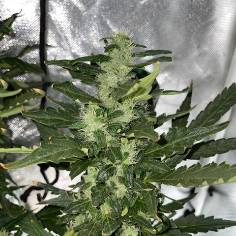 Mohan Poison #1 growlog timeline photo