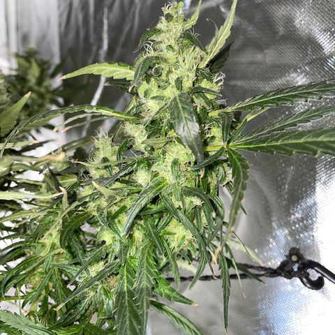 Mohan Poison #1 growlog timeline photo