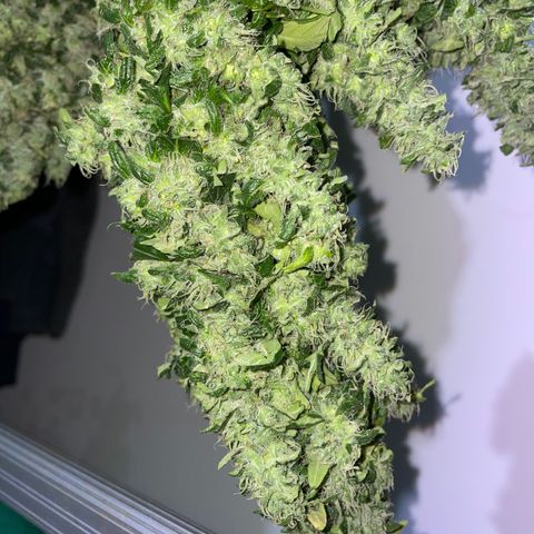 Mohan Poison #1 growlog timeline photo