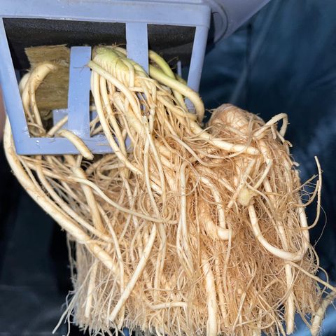 Mohan Poison #1 growlog timeline photo