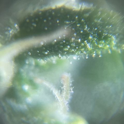 Mohan Poison #1 growlog timeline photo