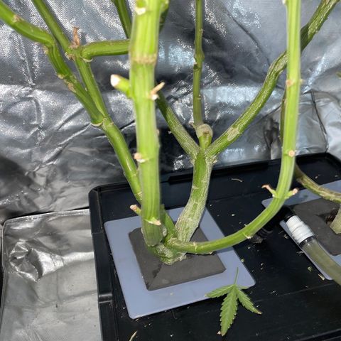 Mohan Poison #1 growlog timeline photo