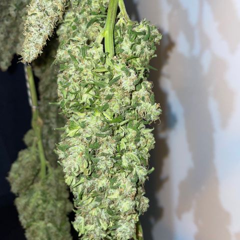 Mohan Poison #1 growlog timeline photo